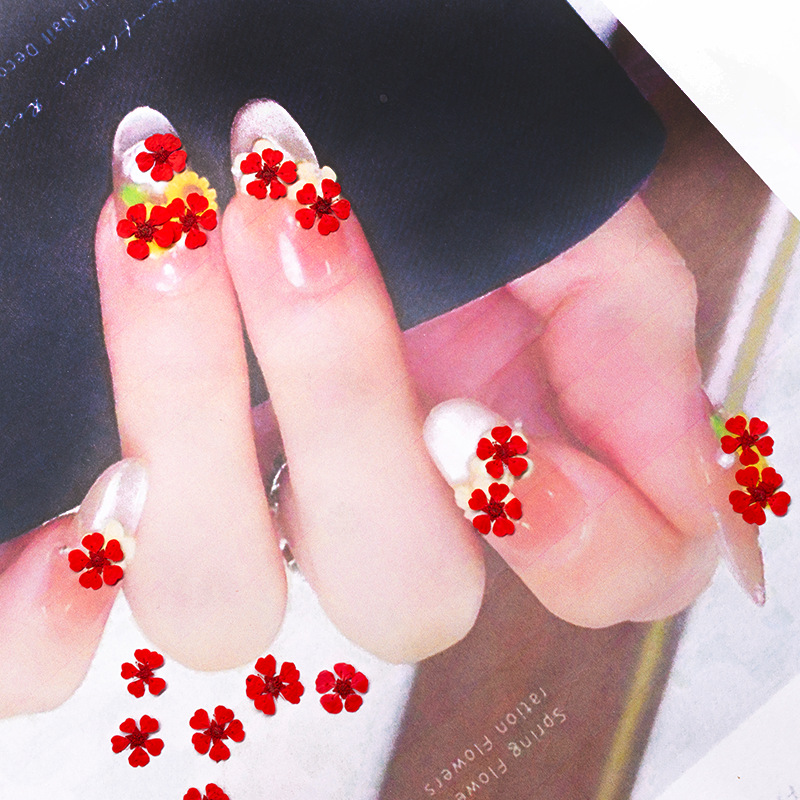 96Pcs Mini 1.5cm Natural Press - Photography Framing ulasan dan harga